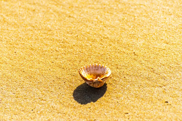 Natural Seashell Lying Sandy Beach — Stock Photo, Image
