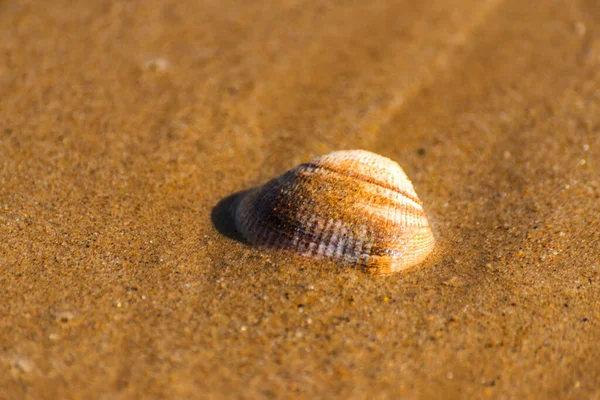 Natural Sea Shell Lying Sandy Beach Washed Water — Stock Photo, Image