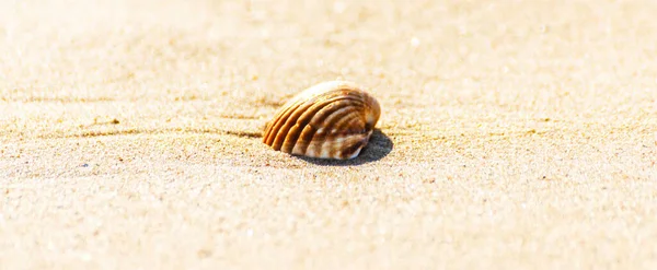 Conchiglia Naturale Mare Sdraiato Sulla Spiaggia Sabbia Lavato Dall Acqua — Foto Stock