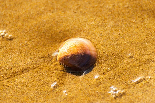 Conchiglia Naturale Mare Sdraiato Sulla Spiaggia Sabbia Lavato Dall Acqua — Foto Stock