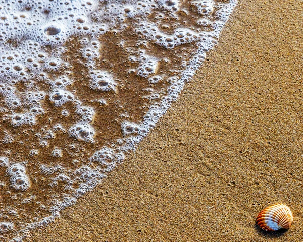 Φυσικό Κέλυφος Θάλασσας Που Βρίσκεται Στην Αμμώδη Παραλία Πλένονται Νερό — Φωτογραφία Αρχείου