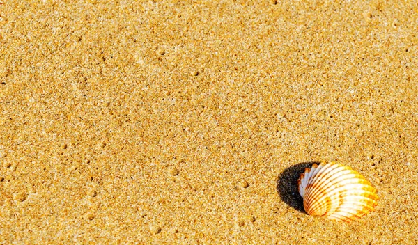 Natural Sea Shell Lying Sandy Beach Washed Water — Stock Photo, Image