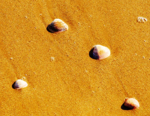 Conchas Naturais Deitado Praia Areia Lavado Por Água — Fotografia de Stock