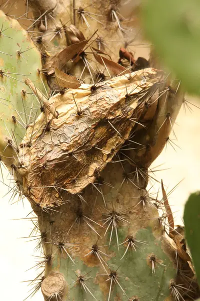 Cactus Coloridos Durante Día Vista Cerca —  Fotos de Stock