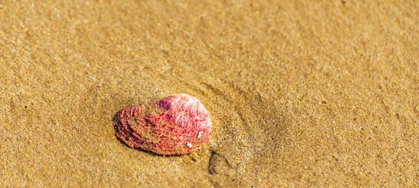 Natural Seashell Lying Sandy Beach Washed Water — Stock Photo, Image