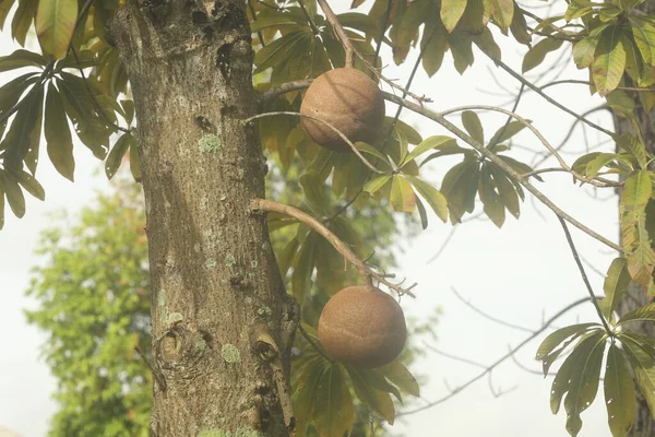 Close Van Organische Indiase Gemedicineerde Vruchten — Stockfoto