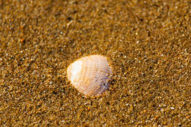 Kumsalda, suyla yıkanmış doğal deniz kabuğu.