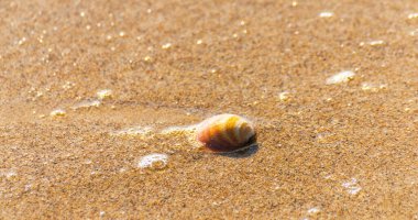 Kumsalda, suyla yıkanmış doğal deniz kabuğu.
