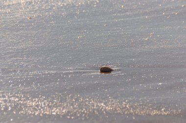Kumsalda, suyla yıkanmış doğal deniz kabuğu.