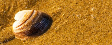 Kumsalda, suyla yıkanmış doğal deniz kabuğu.