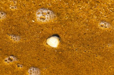 Kumsalda, suyla yıkanmış doğal deniz kabuğu.