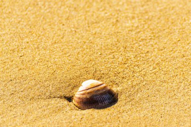 Kumsalda, suyla yıkanmış doğal deniz kabuğu.
