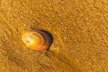 Kumsalda, suyla yıkanmış doğal deniz kabuğu.