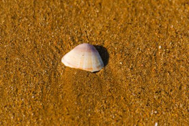 Kumsalda, suyla yıkanmış doğal deniz kabuğu.