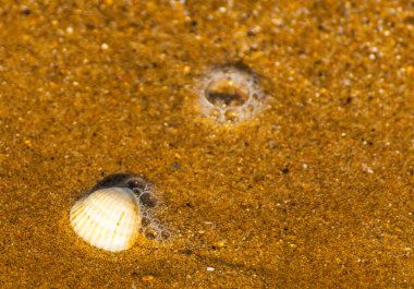 Kumsalda, suyla yıkanmış doğal deniz kabuğu.