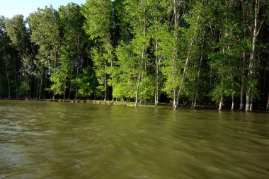 Tuna nehrinin kıyısında ilkbaharda kavak ormanları