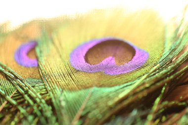 Tavus kuşu tüyü, görünümü kadar yakın