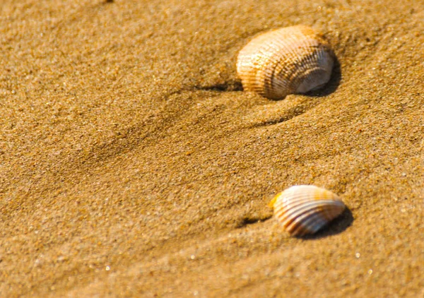 Natural Seashells Lying Sandy Beach Washed Water — Stock Photo, Image