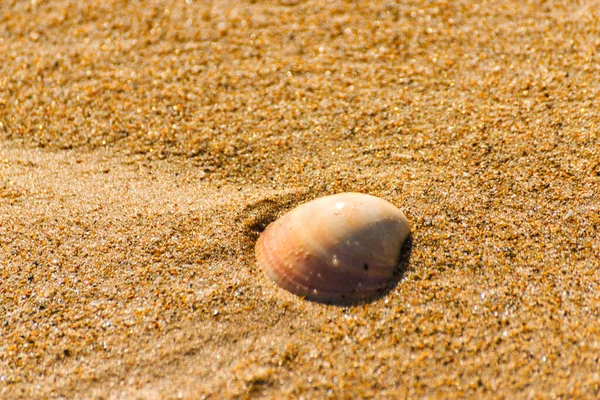 Conchiglia Naturale Sdraiata Sulla Spiaggia Sabbia Lavata Dall Acqua — Foto Stock