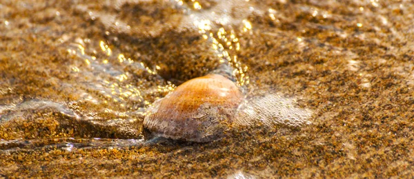 Kumsalda Suyla Yıkanmış Doğal Deniz Kabuğu — Stok fotoğraf