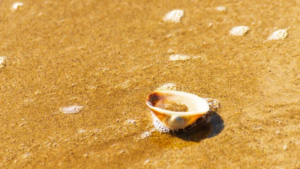 Přírodní Mušle Ležící Písčité Pláži Omytá Vodou — Stock fotografie