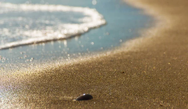 Naturalne Muszle Leżące Piaszczystej Plaży Umyte Wodą — Zdjęcie stockowe