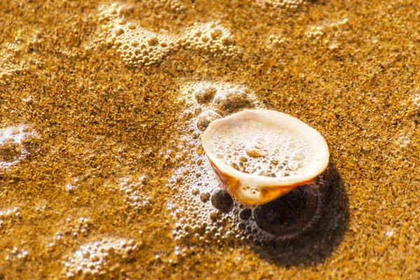 Natural Seashell Lying Sandy Beach Washed Water — Stock Photo, Image