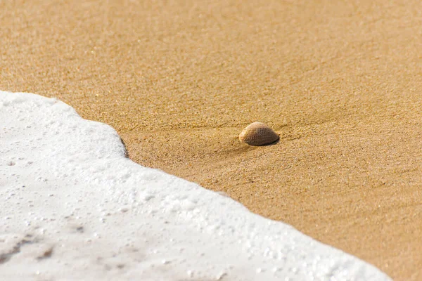 Kumsalda Suyla Yıkanmış Doğal Deniz Kabuğu — Stok fotoğraf