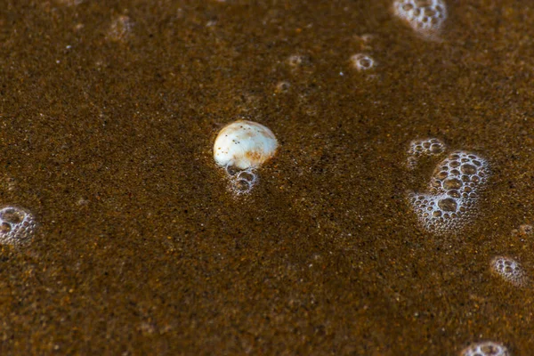 stock image natural seashell lying on sandy beach, washed by water