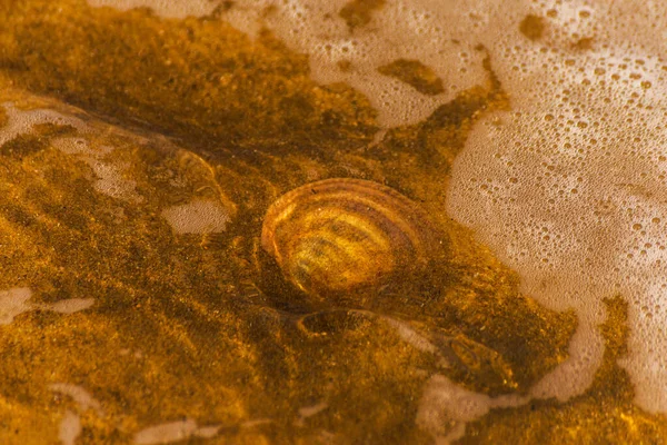 Натуральная Ракушка Лежит Песчаном Пляже Омытая Водой — стоковое фото
