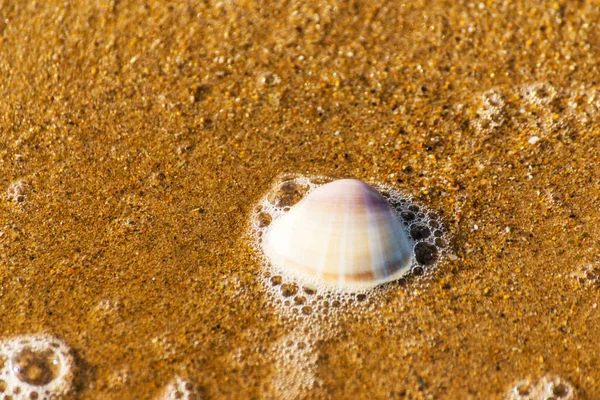 Conchiglia Naturale Sdraiata Sulla Spiaggia Sabbia Lavata Dall Acqua — Foto Stock