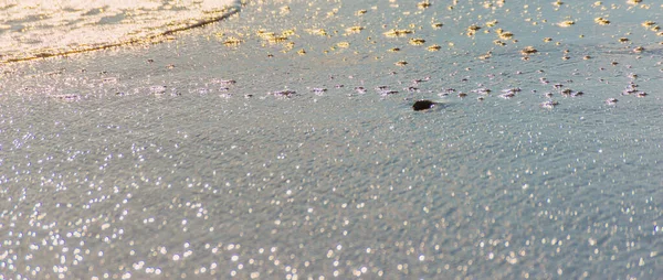 Concha Natural Deitado Praia Areia Lavado Por Água — Fotografia de Stock