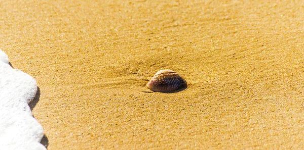 Přírodní Mušle Ležící Písčité Pláži Omytá Vodou — Stock fotografie