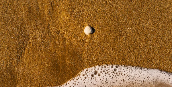 Naturalne Muszle Leżące Piaszczystej Plaży Umyte Wodą — Zdjęcie stockowe