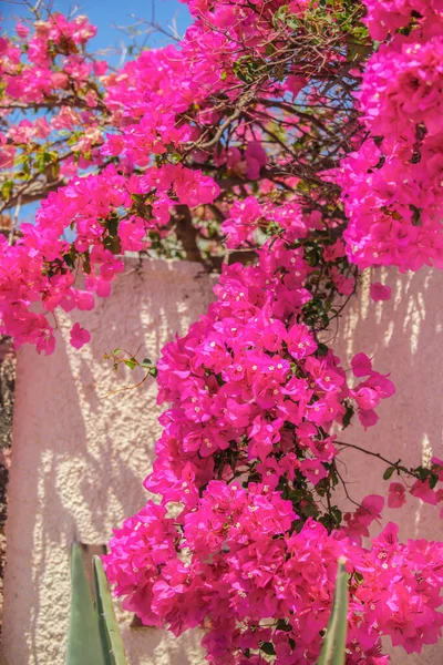希腊圣托里尼古老的传统白宫上美丽的小花 — 图库照片