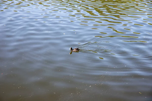 Утка Кряква Озере — стоковое фото