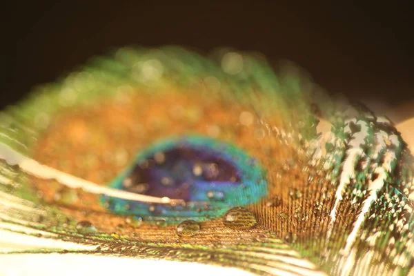 Peacock Feathers Close View — Stock Photo, Image