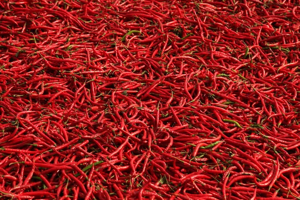 Červená Paprika Paprika Textura Pozadí — Stock fotografie