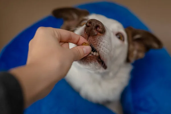 Border Collie Köpeği Mavi Şişirilebilir Tasma Takıyor Ödül Alıyor — Stok fotoğraf