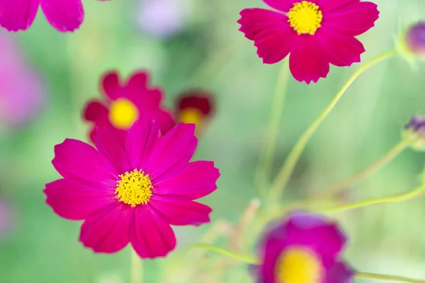Beautiful Pink Cosmos Flowers Summer Concept — Stock Photo, Image