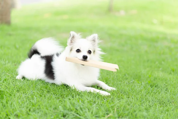 緑の草の自然の背景で遊ぶクローズアップ子犬のシラニアン — ストック写真