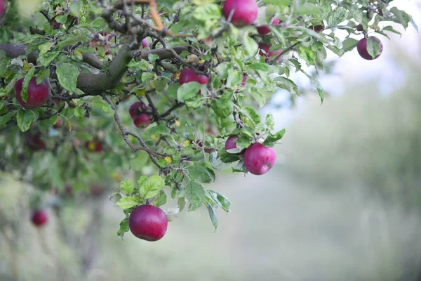 Ramos Árvore Com Folhas Maçãs Frutas Jardim — Fotografia de Stock
