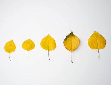 Beyaz arka planda sarı kurutulmuş kayısı yaprakları