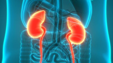 İnsan İdrar Sistemi Böbrekleri Anatomisi