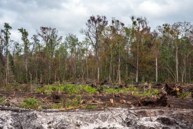 Orman manzarası, doğa konsepti.