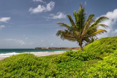 Martinique 'deki Anse Trabaud Tropikal Plajı