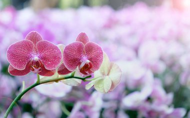 Menekşe orkide, mor çiçek yaprakları. 