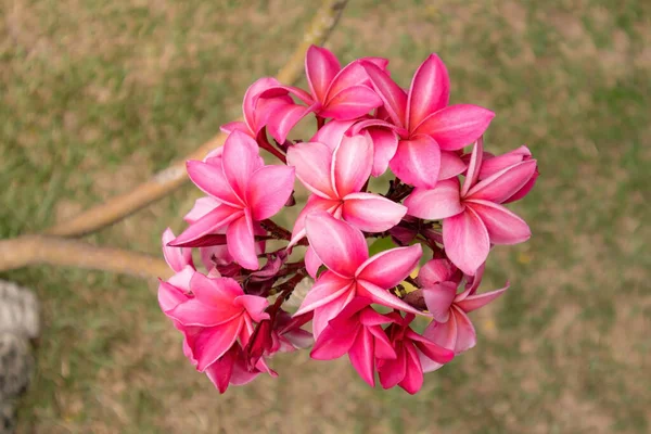 Vackra Plumeria Blommor Nära Håll — Stockfoto
