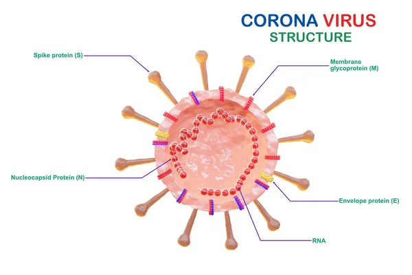 Struktur Sel Coronavirus Anatomi Virus Corona Terisolasi — Stok Foto