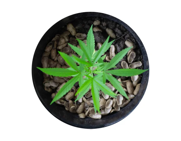 Closeup Jovem Cannabis Maconha Folhas Planta Panela — Fotografia de Stock